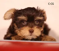 CG-CO, a female Yorkshire Terrier for sale in Los Angeles, CA – 1 of 2