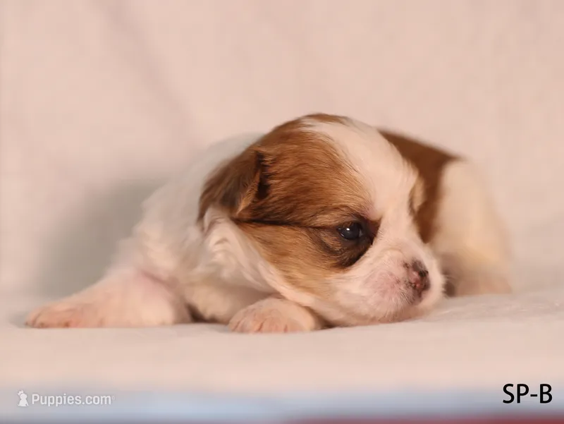 SP-B – Yorkshire Terrier puppy for sale in Los Angeles, CA