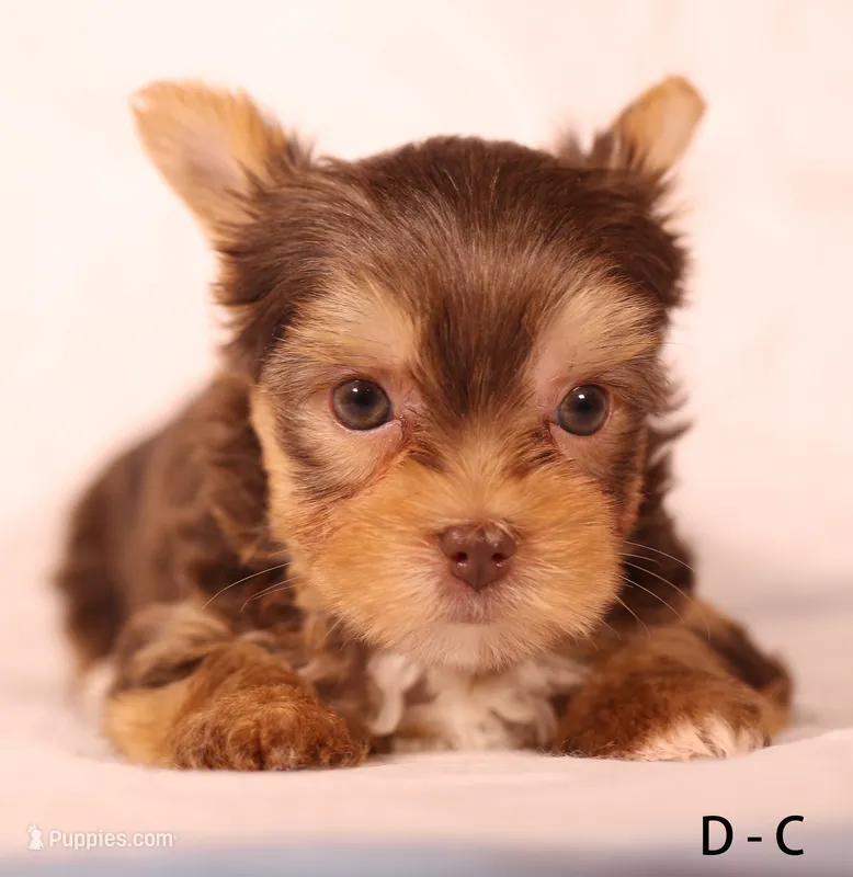 D-C – Yorkshire Terrier puppy for sale in Los Angeles, CA