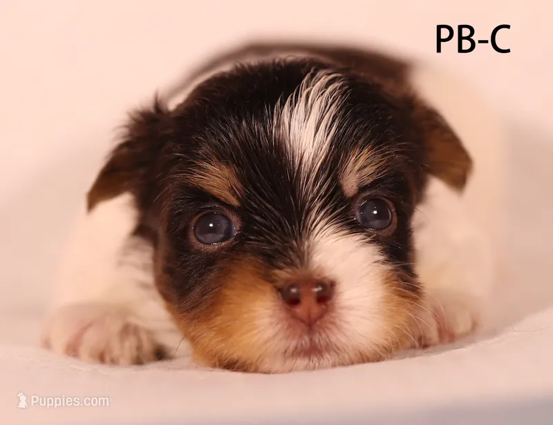 PB-CO – Yorkshire Terrier puppy for sale in Los Angeles, CA