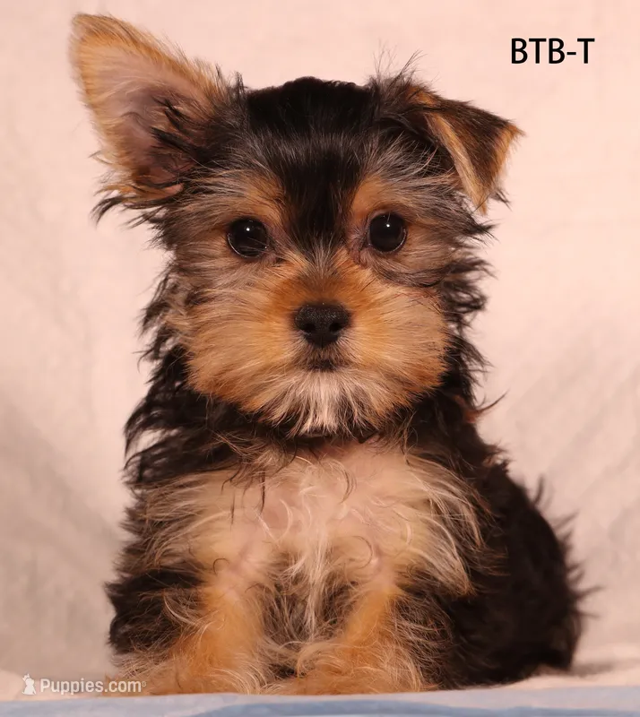 BTB-T – Yorkshire Terrier puppy for sale in Los Angeles, CA