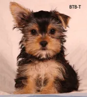 BTB-T, a male Yorkshire Terrier for sale in Los Angeles, CA – 1 of 2