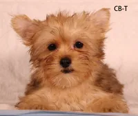 CB-T, a male Yorkshire Terrier for sale in Los Angeles, CA – 3 of 3