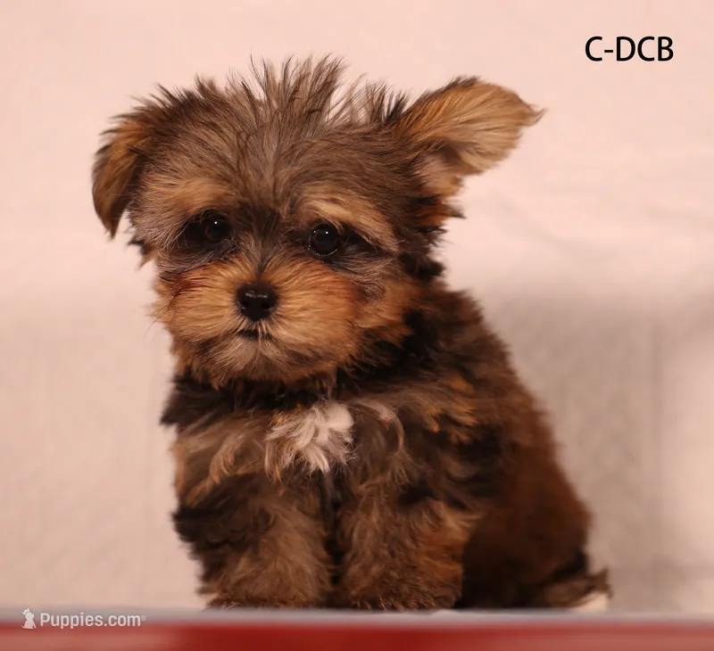 DCB-CO – Yorkshire Terrier puppy for sale in Los Angeles, CA