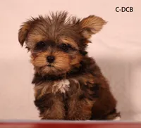 DCB-CO, a male Yorkshire Terrier for sale in Los Angeles, CA – 1 of 4