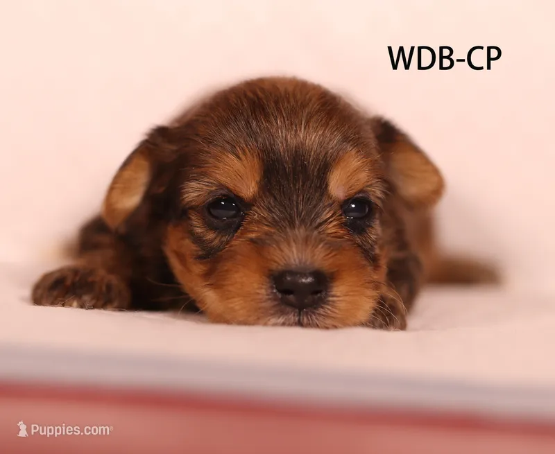 WDB-CP – Yorkshire Terrier puppy for sale in Los Angeles, CA
