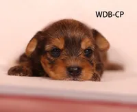 WDB-CP, a male Yorkshire Terrier for sale in Los Angeles, CA – 1 of 2