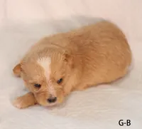 G-B, a female Yorkshire Terrier for sale in Los Angeles, CA – 2 of 2