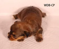 WDB-CP, a male Yorkshire Terrier for sale in Los Angeles, CA – 2 of 2