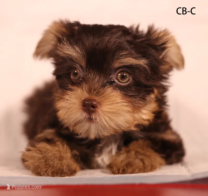 CG-CO – Yorkshire Terrier puppy for sale in Los Angeles, CA