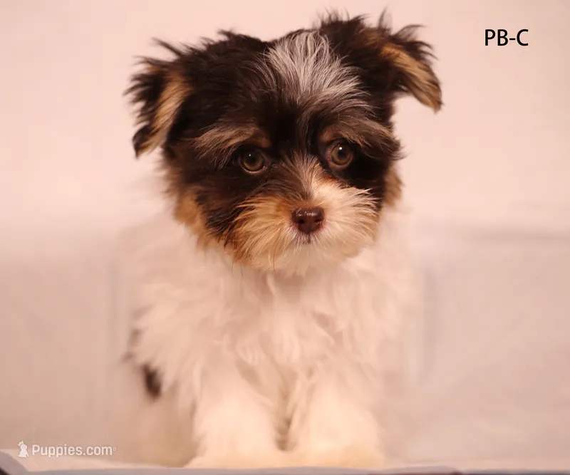 PB-CO – Yorkshire Terrier puppy for sale in Los Angeles, CA