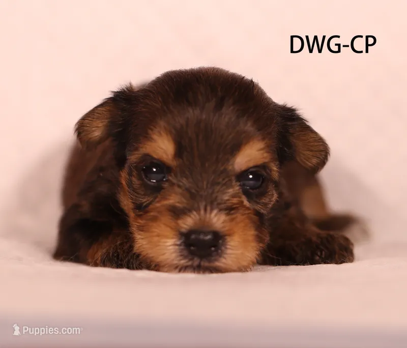 DWG-CP – Yorkshire Terrier puppy for sale in Los Angeles, CA