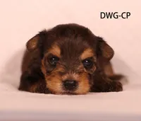 DWG-CP, a female Yorkshire Terrier for sale in Los Angeles, CA – 1 of 2