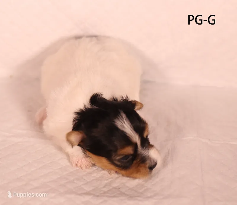 PG-G – Yorkshire Terrier puppy for sale in Los Angeles, CA