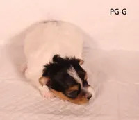 PG-G, a female Yorkshire Terrier for sale in Los Angeles, CA – 3 of 3