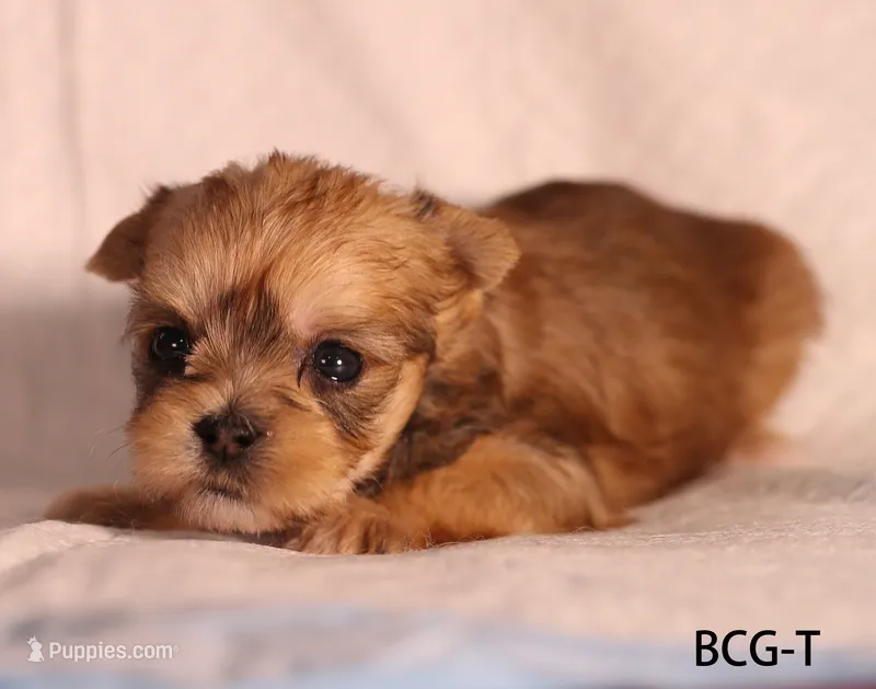 BCG-T – Yorkshire Terrier puppy for sale in Los Angeles, CA