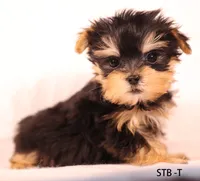 STB-T, a male Yorkshire Terrier for sale in Los Angeles, CA – 2 of 5