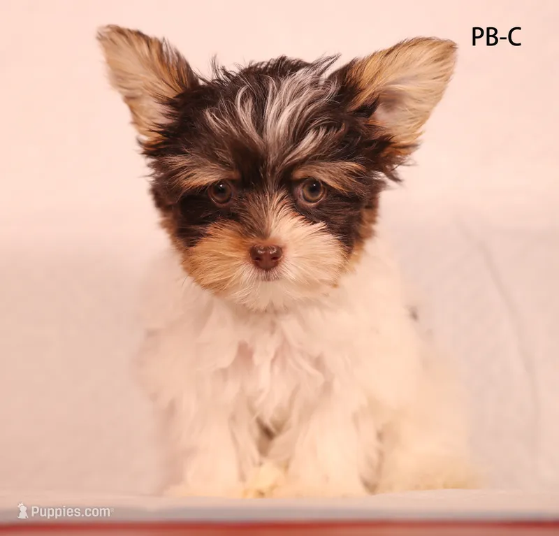 PB-CO – Yorkshire Terrier puppy for sale in Los Angeles, CA