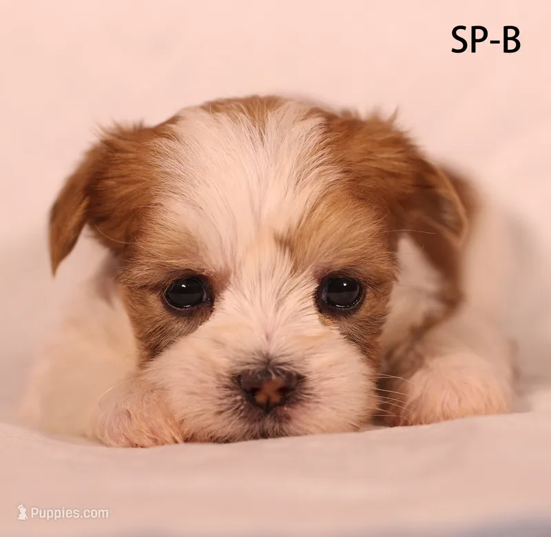 SP-B – Yorkshire Terrier puppy for sale in Los Angeles, CA