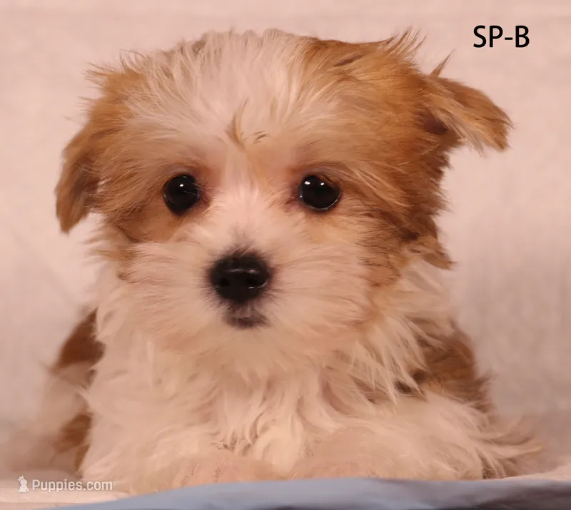 SP-B – Yorkshire Terrier puppy for sale in Los Angeles, CA