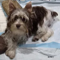 BCPB-C, a male Yorkshire Terrier for sale in Los Angeles, CA – Photo 4 of 4