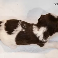 BCPB-C, a male Yorkshire Terrier for sale in Los Angeles, CA – Photo 3 of 4