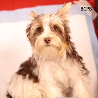 BCPB-C, a male Yorkshire Terrier for sale in Los Angeles, CA – Photo 1 of 4