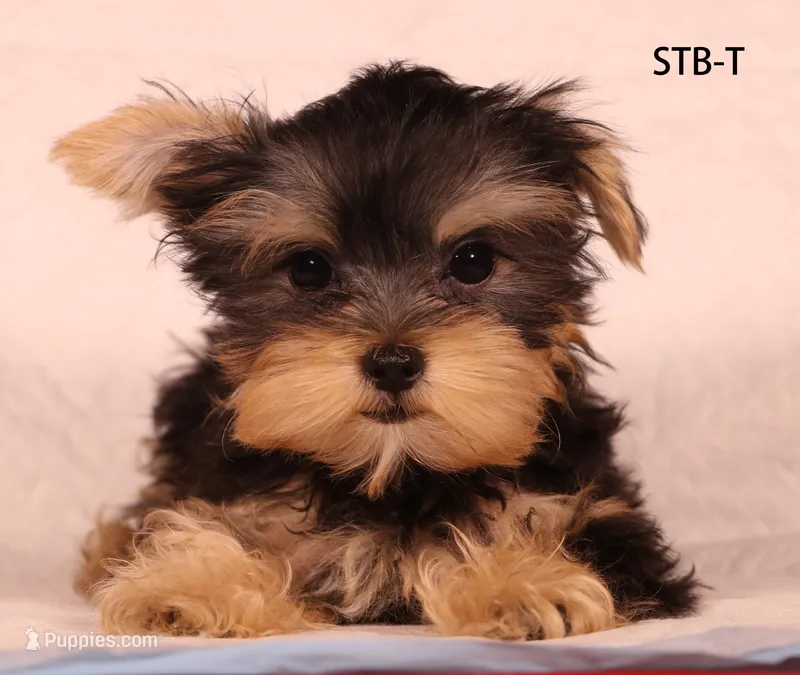 STB-T – Yorkshire Terrier puppy for sale in Los Angeles, CA