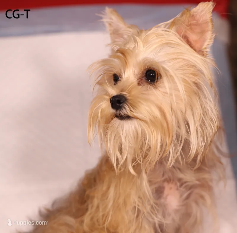 BCG-T – Yorkshire Terrier puppy for sale in Los Angeles, CA