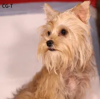 BCG-T, a female Yorkshire Terrier for sale in San Gabriel, CA – 1 of 3