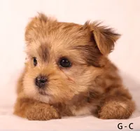 G-C, a female Yorkshire Terrier for sale in Los Angeles, CA – 2 of 3