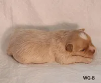 WG-B, a female Yorkshire Terrier for sale in Los Angeles, CA – 4 of 4