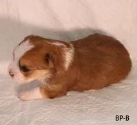 BP-B, a female Yorkshire Terrier for sale in Los Angeles, CA – 3 of 3