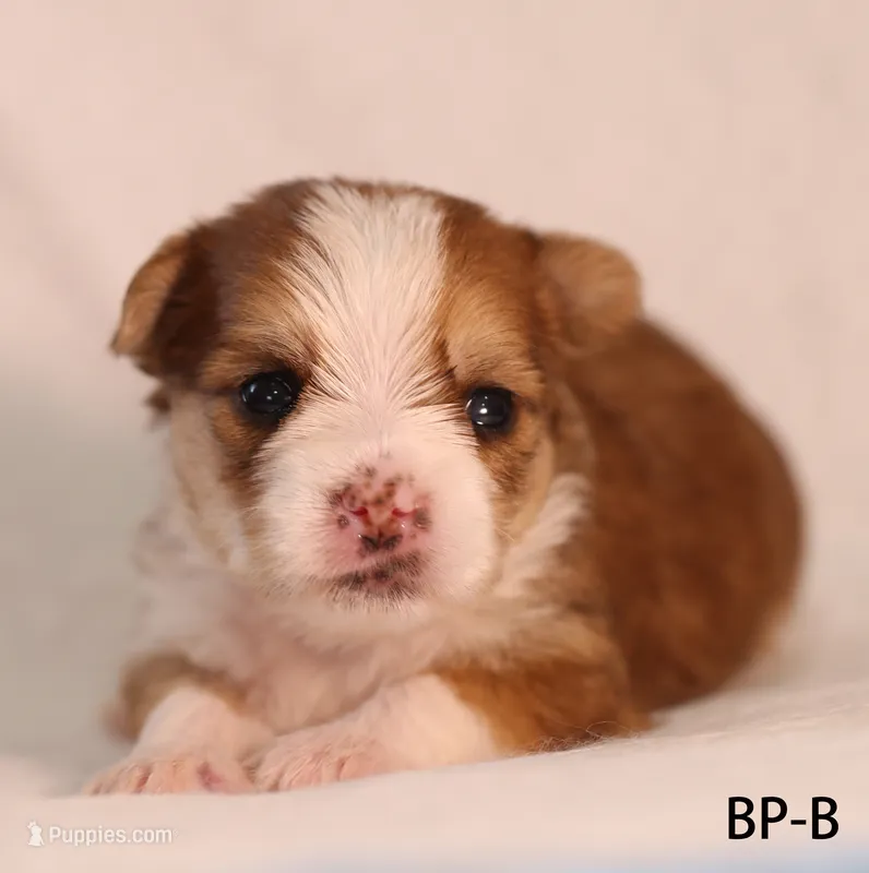 BP-B – Yorkshire Terrier puppy for sale in Los Angeles, CA