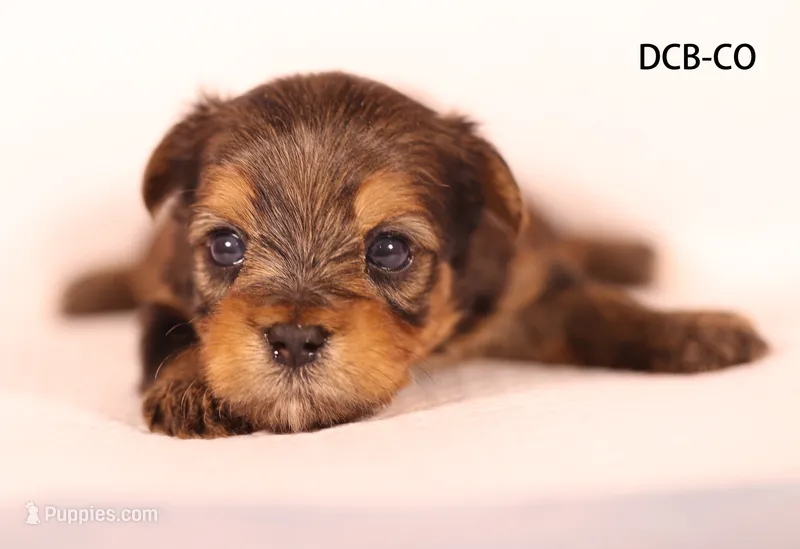 DCB-CO – Yorkshire Terrier puppy for sale in Los Angeles, CA