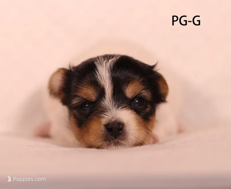 PG-G – Yorkshire Terrier puppy for sale in Los Angeles, CA