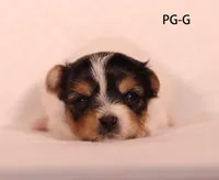 PG-G, a female Yorkshire Terrier for sale in Los Angeles, CA – 1 of 3