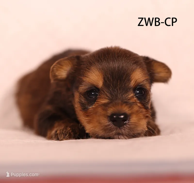 ZWB-CP – Yorkshire Terrier puppy for sale in Los Angeles, CA