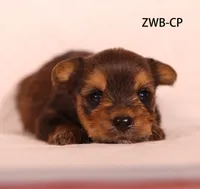 ZWB-CP, a male Yorkshire Terrier for sale in Los Angeles, CA – 1 of 2