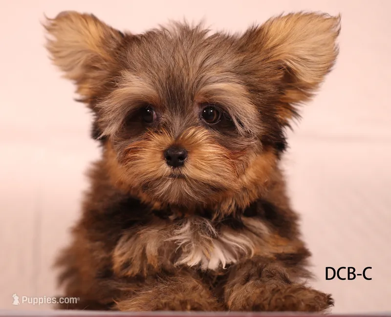 CB-CO – Yorkshire Terrier puppy for sale in Los Angeles, CA