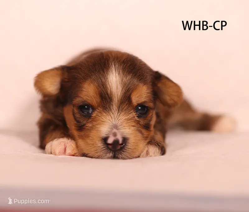 WHB-CP – Yorkshire Terrier puppy for sale in Los Angeles, CA