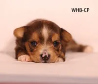 WHB-CP, a male Yorkshire Terrier for sale in Los Angeles, CA – 1 of 2