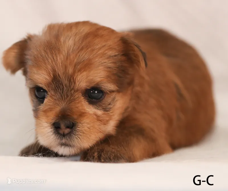 G-C – Yorkshire Terrier puppy for sale in Los Angeles, CA
