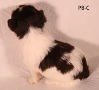 PB-CO, a male Yorkshire Terrier for sale in Los Angeles, CA – 2 of 2
