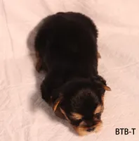 BTB-T, a male Yorkshire Terrier for sale in Los Angeles, CA – 3 of 3