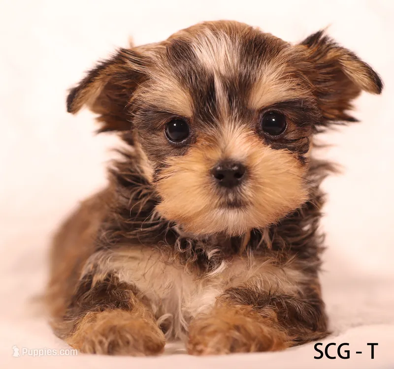 SCG-T – Yorkshire Terrier puppy for sale in Los Angeles, CA