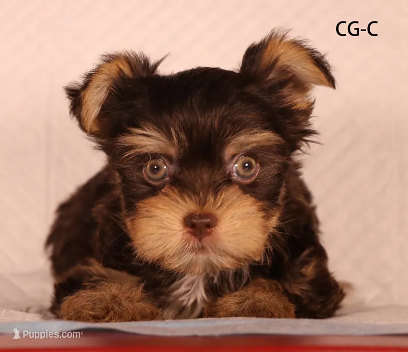 CG-CO – Yorkshire Terrier puppy for sale in Los Angeles, CA
