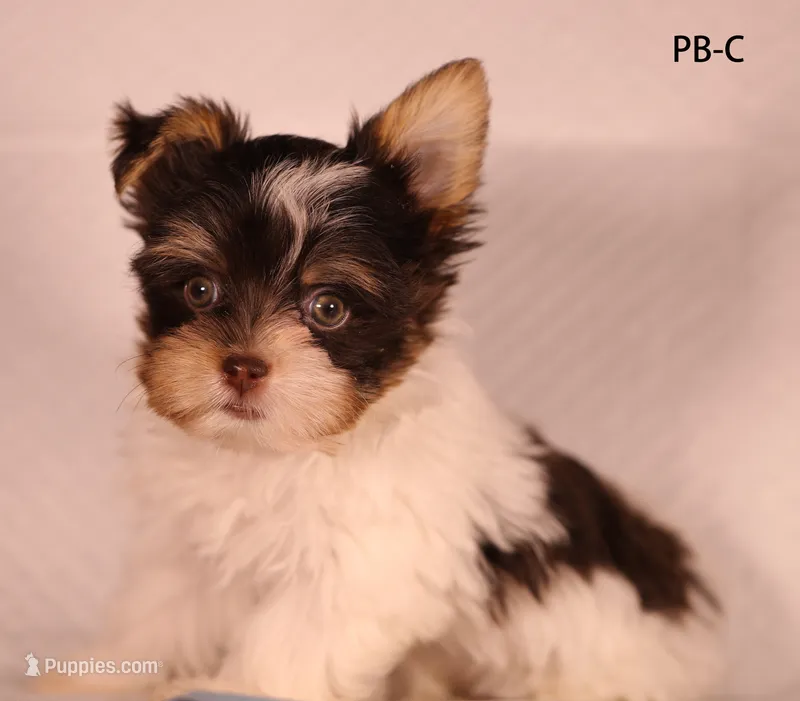 PB-CO – Yorkshire Terrier puppy for sale in Los Angeles, CA