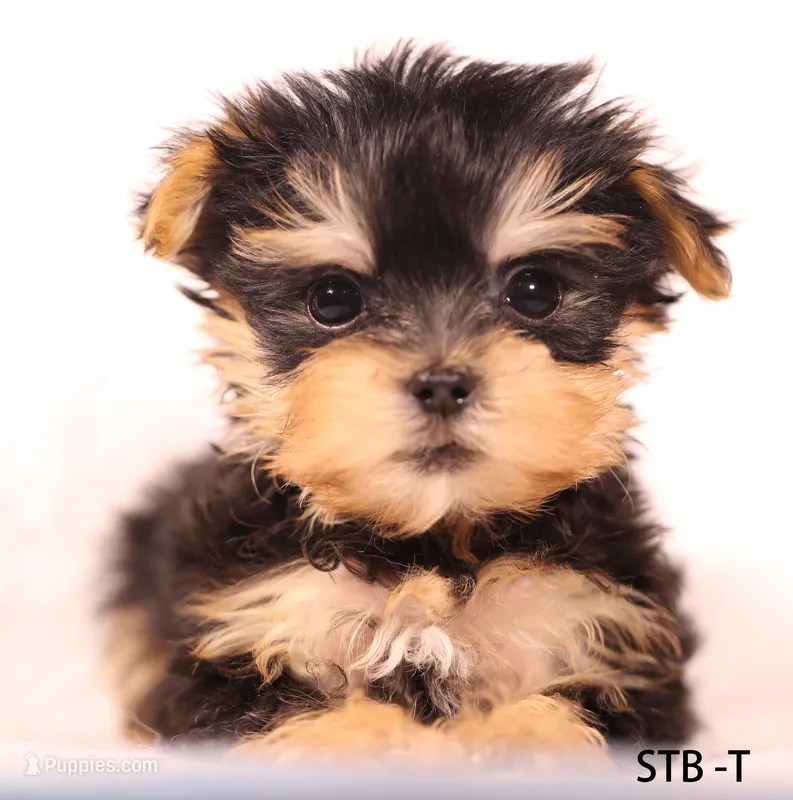 STB-T – Yorkshire Terrier puppy for sale in Los Angeles, CA