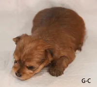 G-C, a female Yorkshire Terrier for sale in Los Angeles, CA – 3 of 3